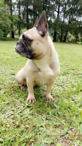 joye bouledogue français