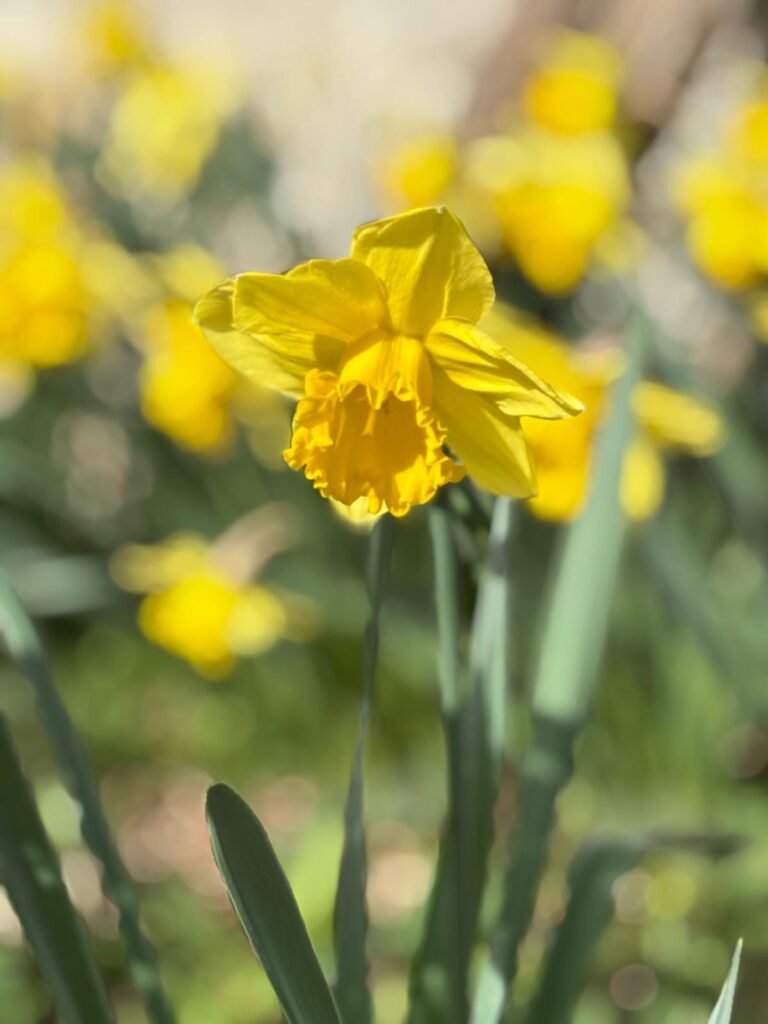 Les jonquilles sont sorties Au Charme du Foulon, maison d'hôtes à Chamarandes.