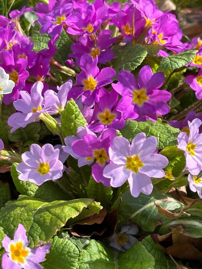 Les primevères du jardin de la chambre d'hôtes Au Charme du Foulon à Chamarandes.