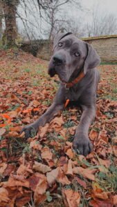 photo de la chienne verka