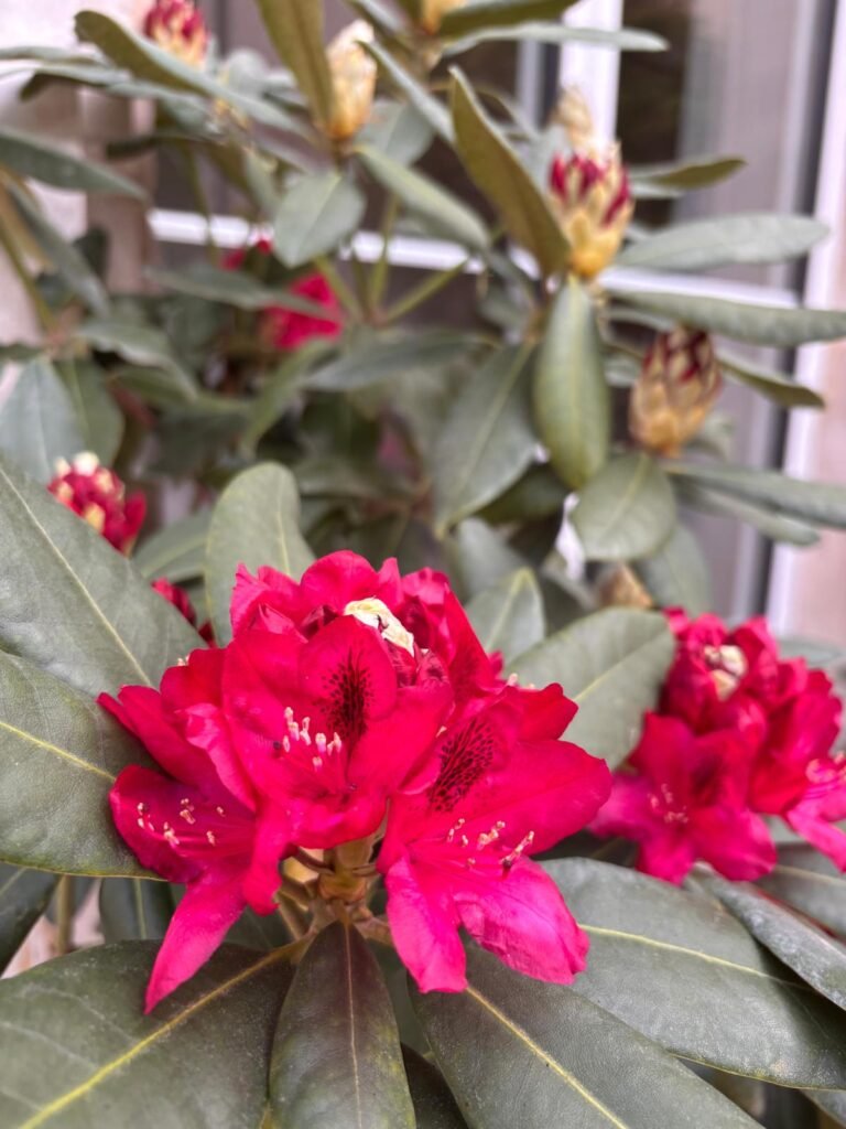 au charme du foulon rhododendron