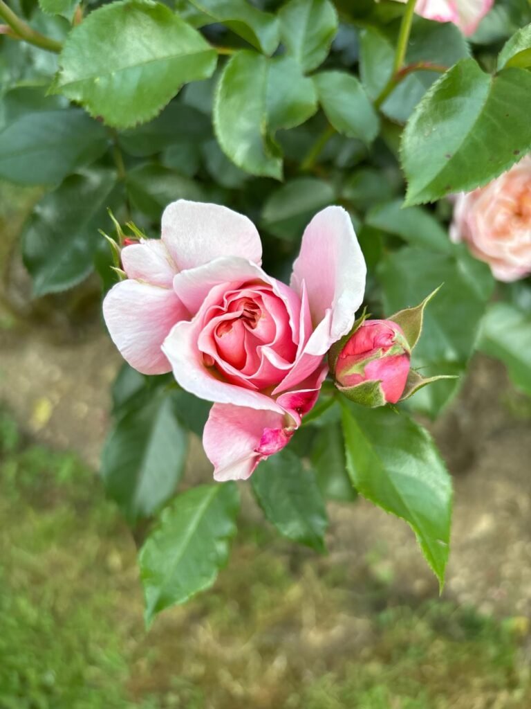 au charme du foulon rosier colette