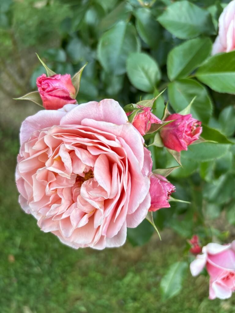 au charme du foulon rosier colette meilland