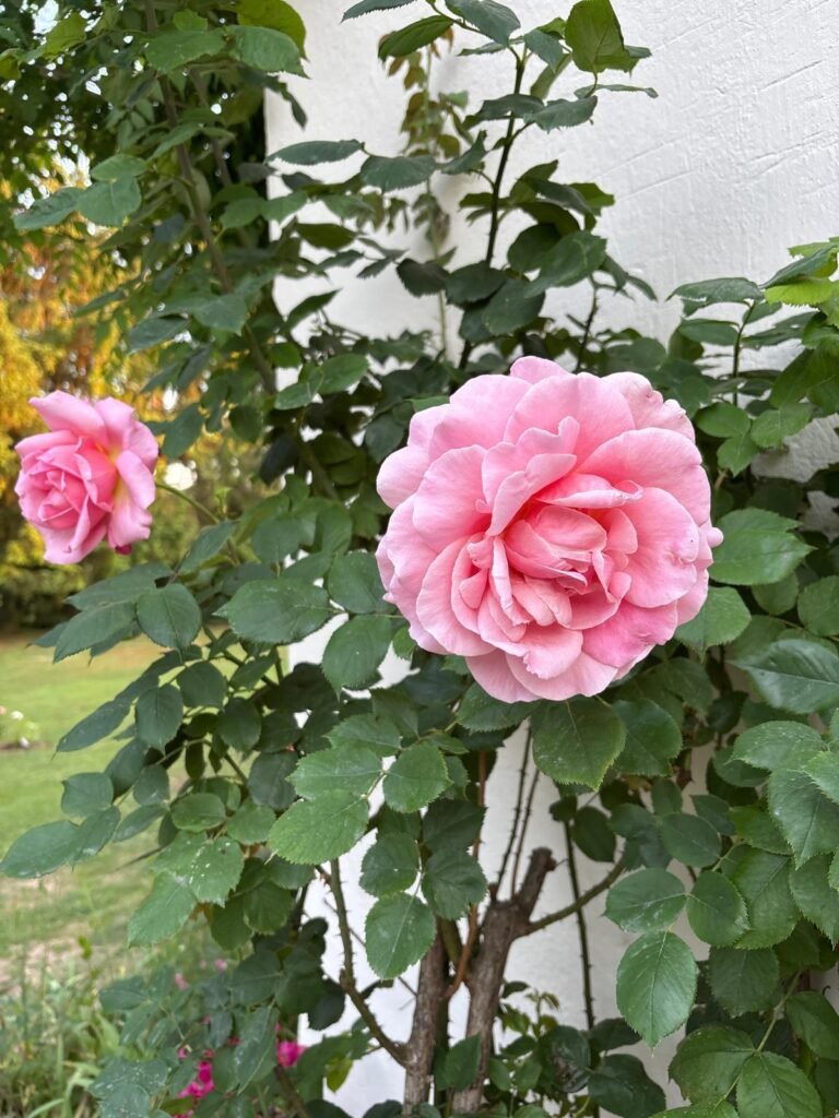 au charme du foulon rosier madame caroline testout