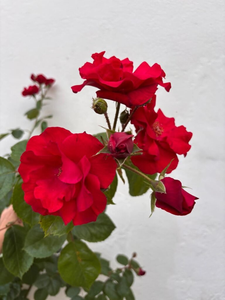 au charme du foulon rosier paul s scarlet climber william paul