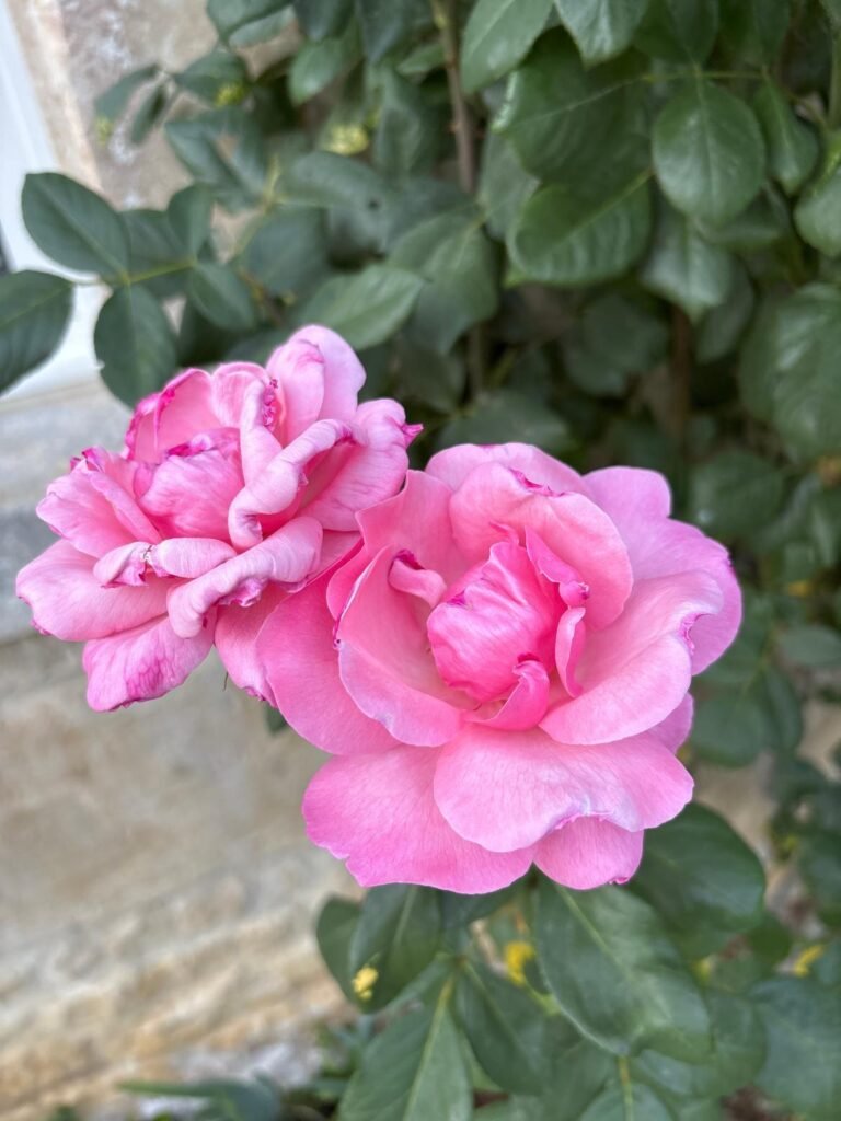 au charme du foulon rosier queen elizabeth