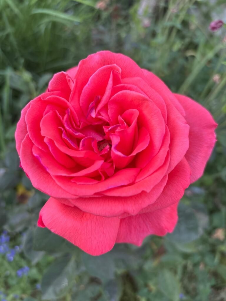 au charme du foulon rosier super star tantau